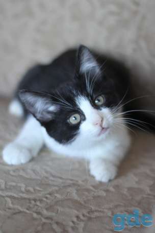 Котенок ищет дом, фотография 2