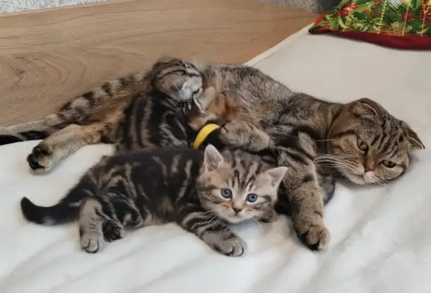 Котята шотландские., фотография 1