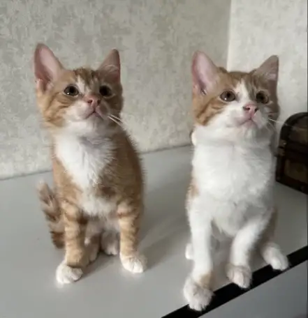 КОТЕНОК, фотография 1