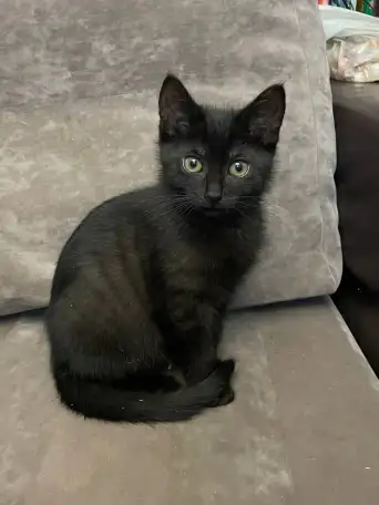 Шотландские котята, фотография 3