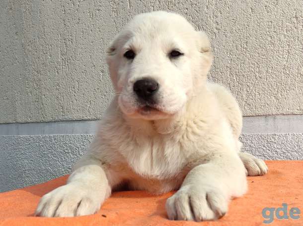 Элитные щенки АЛАБАЯ, САО., фотография 5