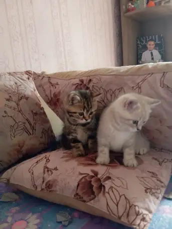 Котята, фотография 4