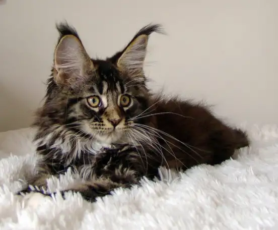 Чистокровные котята мейн-куна, фотография 2