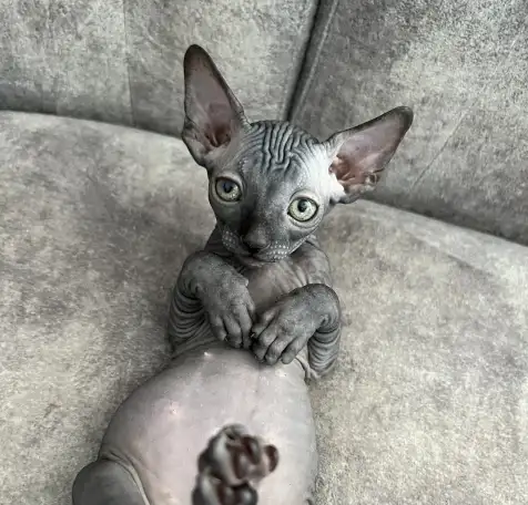 Котята канадского сфинкса, фотография 10