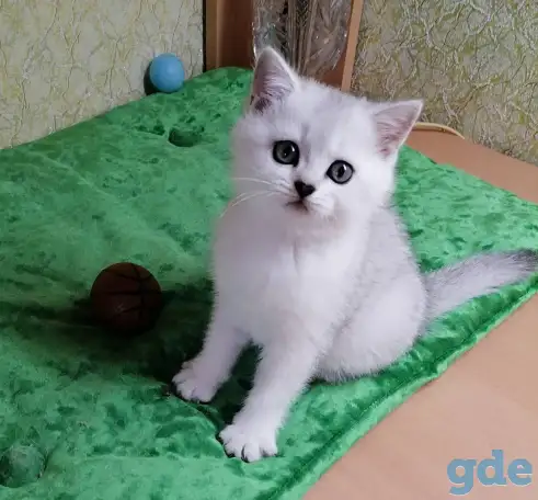 Британские котята, фотография 2