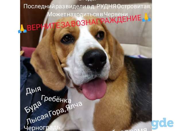 Пропал бигль сука, фотография 1