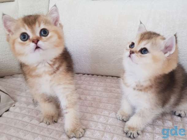 Чистокровные шотландские котята, фотография 1