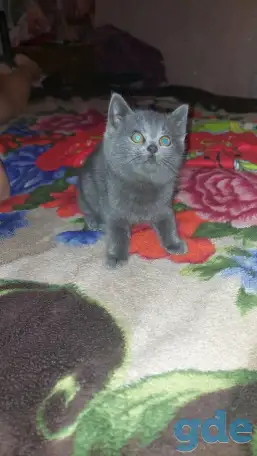 Британский котёнок, фотография 1