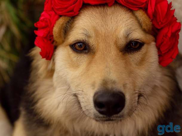 Ксюша ищет дом, фотография 1