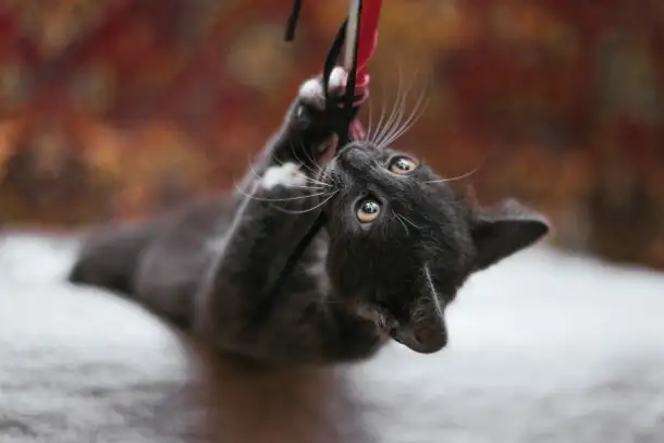 Нежный котенок Масик ищет дом!, фотография 4