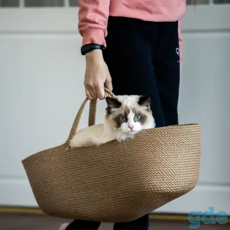 Котёнок Рэгдолл мальчик 6 мес. в любящую семью, фотография 1