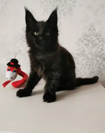 Котятa Мейн Куны из питомника, фотография 2