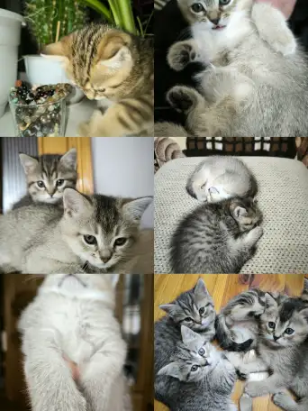 Котенок шотландская шиншилла, фотография 6