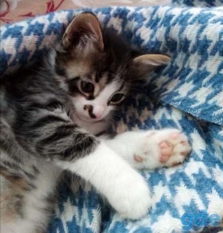 Котята, фотография 1