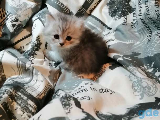 Шотландские вислоухие котята, фотография 6