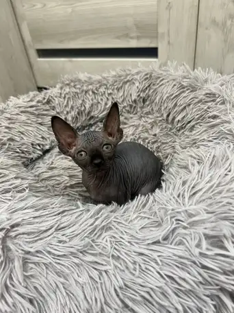 Котята канадского сфинкса, фотография 5