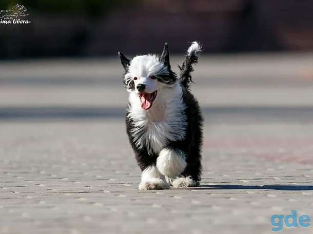 Пропал щенок !!!!!, фотография 1