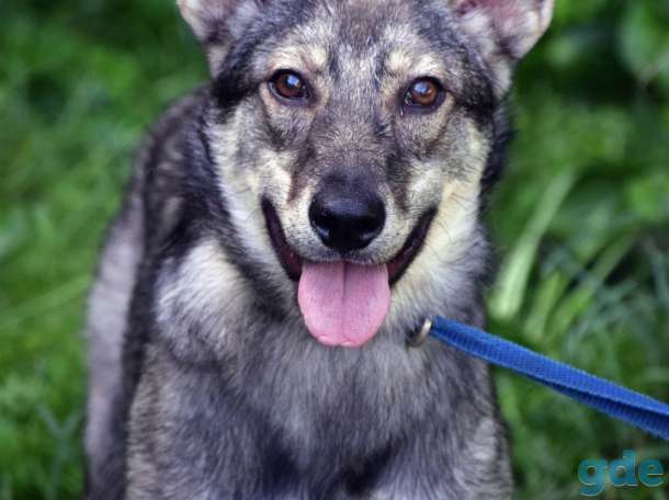 Милая Одри в поисках дома, фотография 1