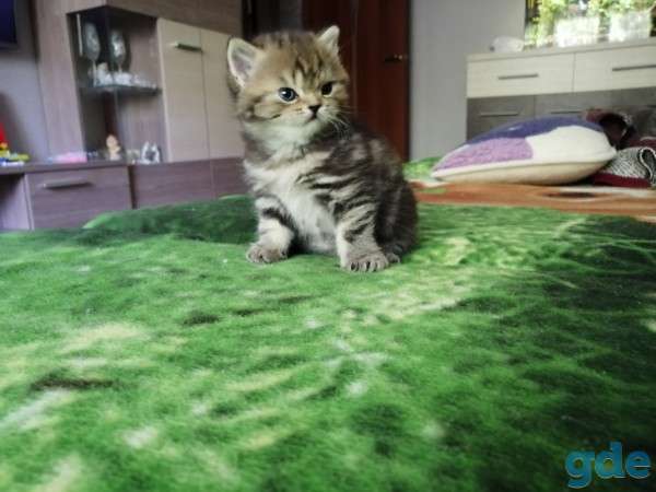 Шотландские котята, фотография 4