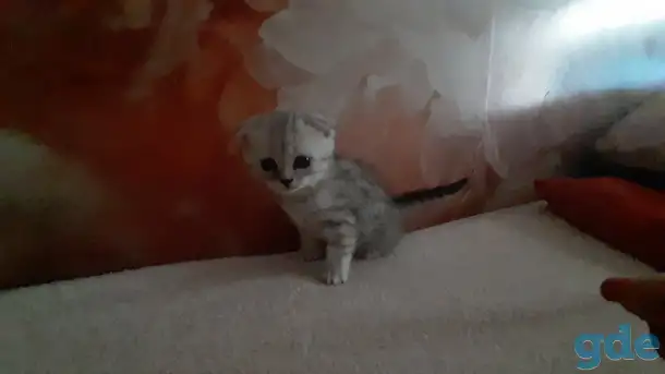 Шотландские  вислоухие котята, фотография 4