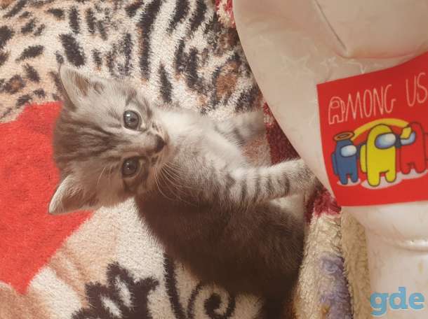 Котята в дар, фотография 1