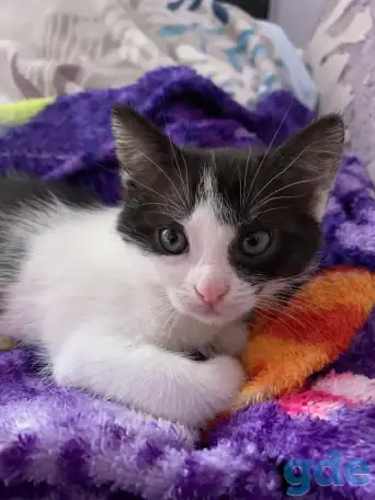 Котята ищут дом, фотография 5