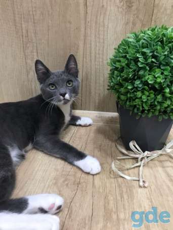 Котенок ищет дом, фотография 2