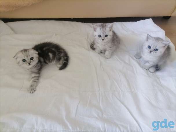 Шотландские котята, фотография 1