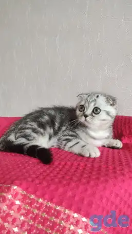 Шотландские котята с голубыми глазами, фотография 5
