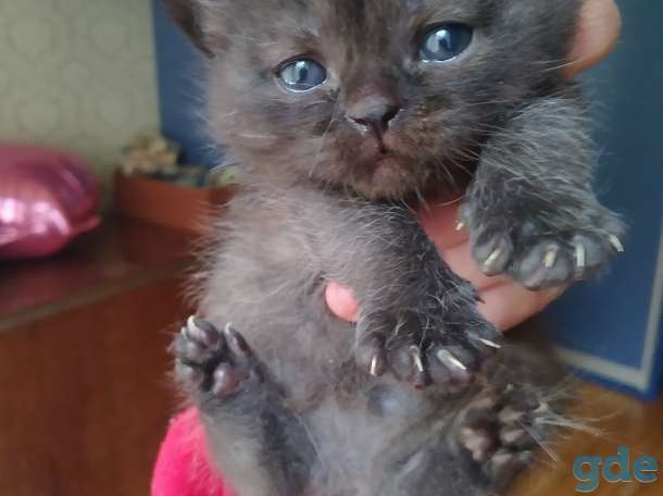 Продаю британских котят, фотография 2