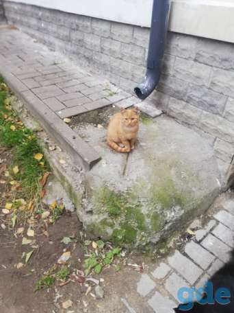 Котенок ищет дом, фотография 1