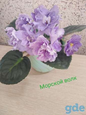 Детки фиалок, фотография 4