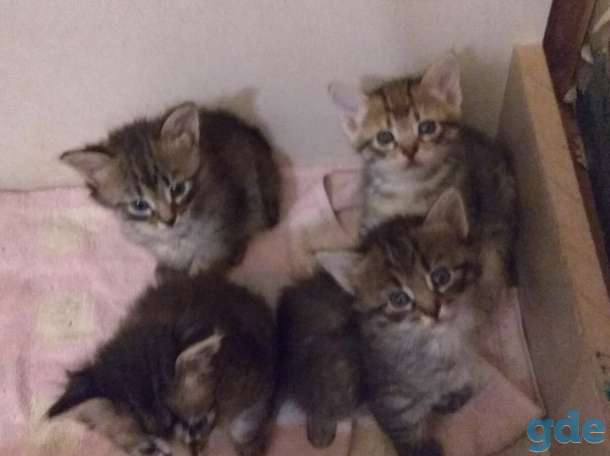 Котята в дар, фотография 3