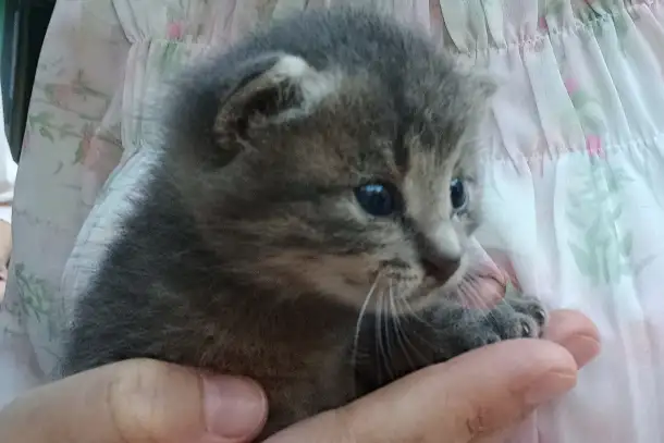 Срочно! Маленький Котенок мальчик в дар!, фотография 7