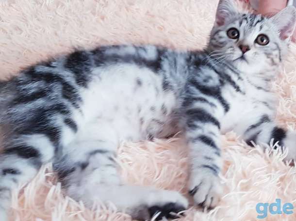 Щотланский котик., фотография 2