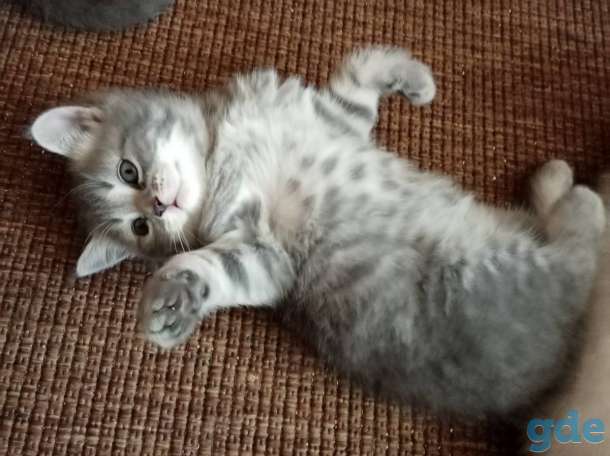 Шотландские котята, фотография 6