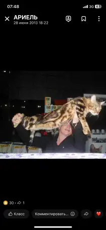 Бенгальские котята, фотография 6