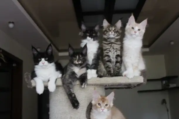 Мейн-кун котята!, фотография 6