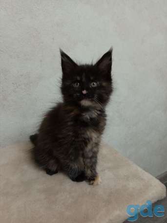 Продаю котёнка, фотография 3