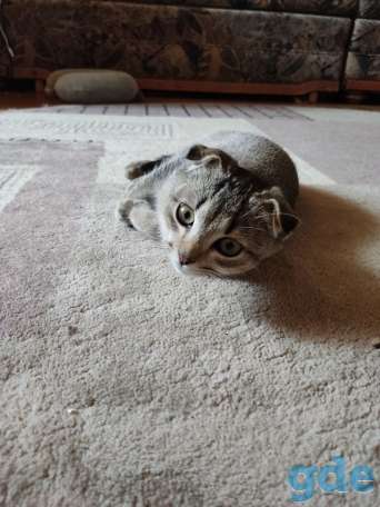 Шотландский вислоухий котенок, фотография 3