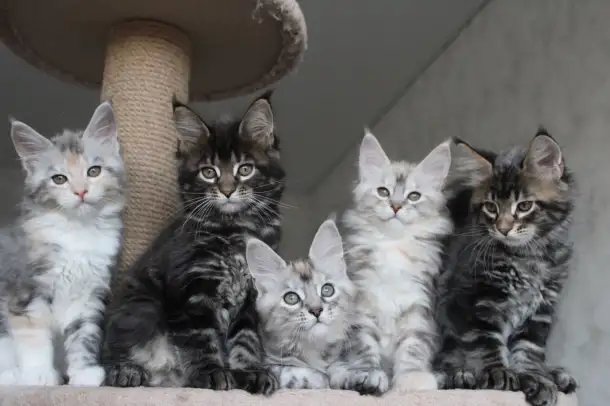 Котята мейн-кун!, фотография 3
