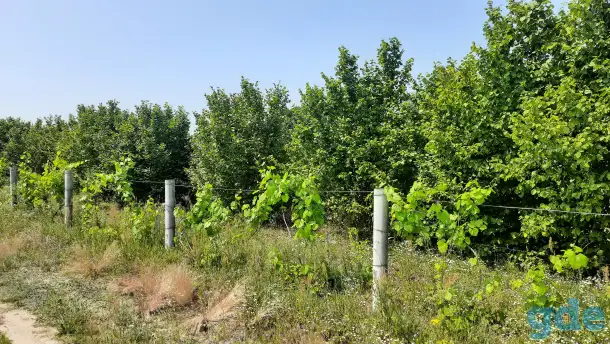 Сдам в аренду сад кустарников фундука, фотография 4