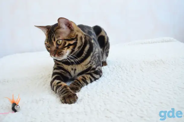 Угольный бенгальский котенок подрощенный, фотография 5