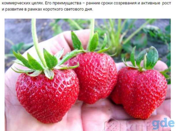 Саженцы клубники по технологии фриго, фотография 5