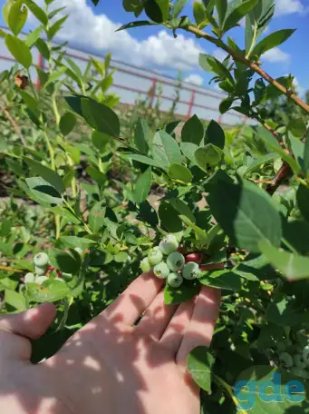 Продам саженцы голубики различных сортов в большом объеме, фотография 2