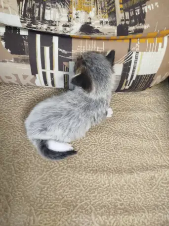 Котята мейн кун, фотография 15