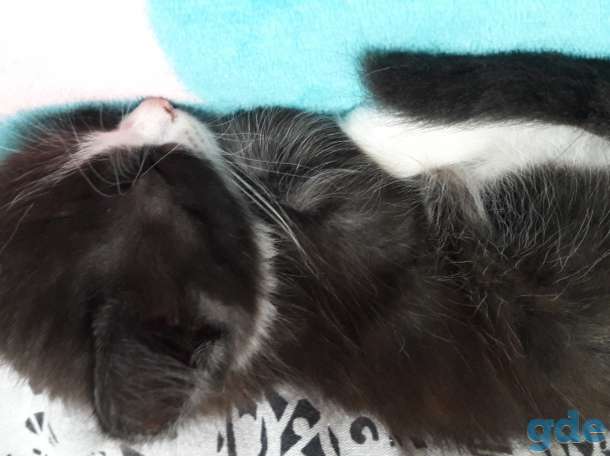 Отдам котят!!, фотография 2