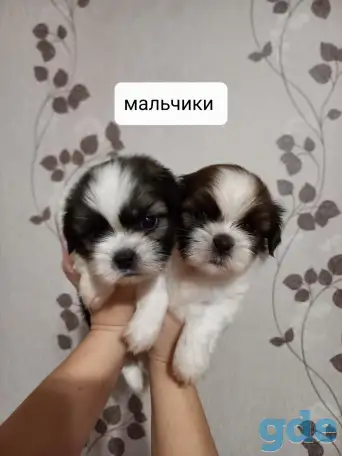 Продаются щенки ши тцу, фотография 2