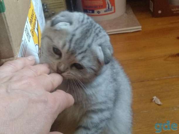 Шотландские котята вислоухие, фотография 2