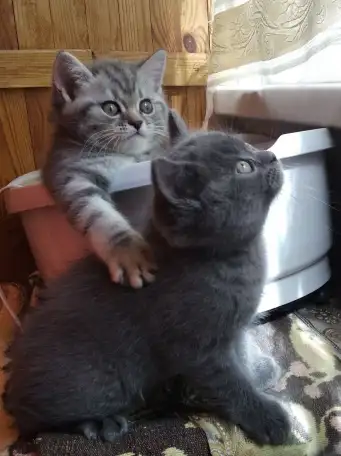 Шотландские котята, фотография 2